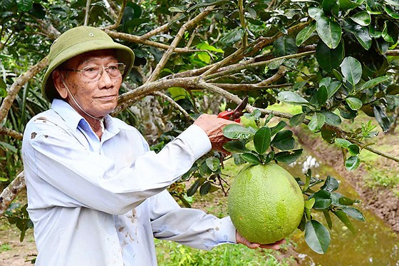 Tỷ phú Ông Văn Hùng, cựu chiến binh trồng bưởi trên Cù Lao Dung. Tỷ phú Ông Văn Hùng, cựu chiến binh trồng bưởi trên Cù Lao Dung.