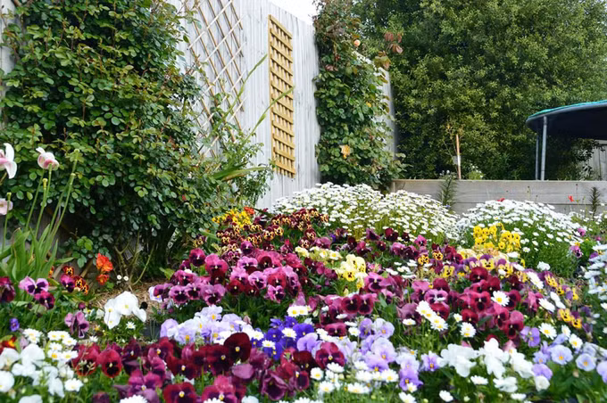 Hàng ngày, chị thường dậy lúc 6-6h30 sáng để có một tiếng tưới cây, tỉa cành. Vào buổi tối, chị dành thêm một tiếng nữa để chăm sóc cho khu vườn.