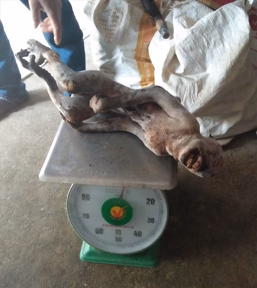 Cả khỉ sống, khỉ chết, Hồ Sỹ N. đưa chúng tôi về tận nhà và mời xem hàng!