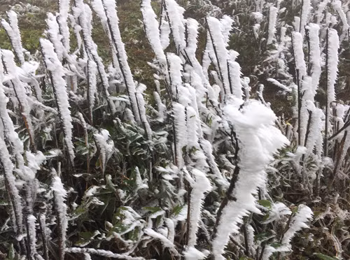  Vừa qua hiện tượng băng và tuyết trắng đã xảy ra tại Mẫu Sơn.