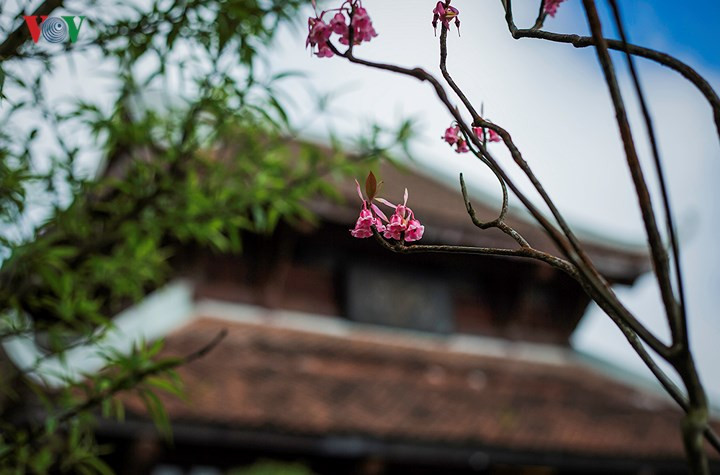  Ở Bà Nà, hoa đào chuông nở rộ tại khu vực đền Lĩnh Chúa Linh Từ, Trú Vũ Trà Quán... Dừng chân giữa không gian thâm trầm với những đóa đào chuông dịu dàng, thuần khiết, khách du lịch tìm thấy sự an nhiên, tĩnh tại.