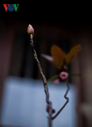 Vào cuối mùa Đào Chuông, khi tiết trời ấm dần, cây Đào Chuông như cố bung những nụ hoa cuối cùng thu hút ánh nhìn của du khách.