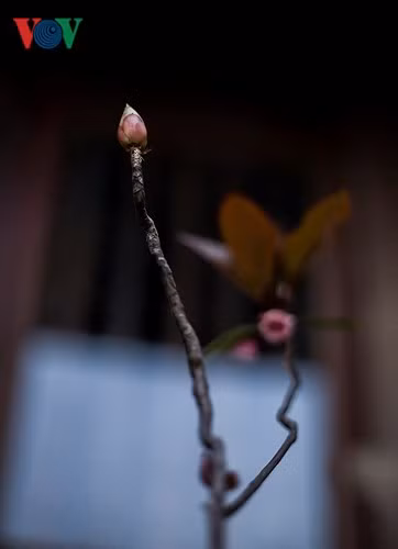 Vào cuối mùa Đào Chuông, khi tiết trời ấm dần, cây Đào Chuông như cố bung những nụ hoa cuối cùng thu hút ánh nhìn của du khách.