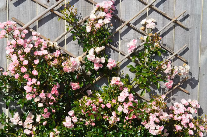 Nơi ở của nhà chị Luyến nằm ở ngoài đảo có gió rất mạnh nên chị phải làm giàn cẩn thận để tránh các cành hoa bị gẫy. Các bụi hoa cũng được trồng ở những nơi có nhiều ánh sáng.