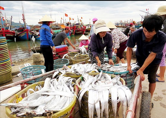 Cá hố, loài đặc sản của ngư dân Cảnh Dương được xuất bán ra nước ngoài. Cá hố, loài đặc sản của ngư dân Cảnh Dương được xuất bán ra nước ngoài.
