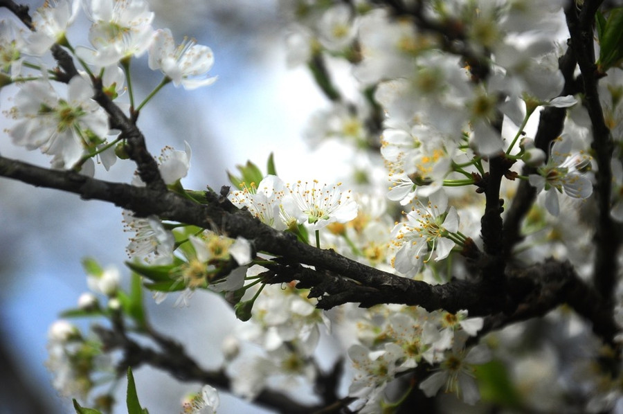 Hoa trong nắng xuân.