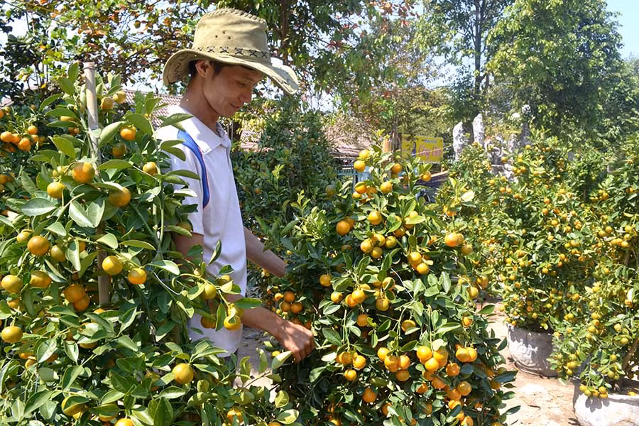 Anh Tuấn đang lo lắng trước sức tiêu thụ quất Tết quá chậm. Ảnh: Lê Hòa
