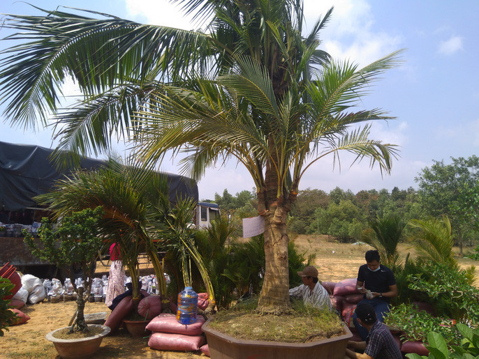 Cây dừa đại lộc 15 ngọn này được rao bán với giá nửa tỉ đồng