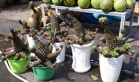  Thơm phụng kiểng 