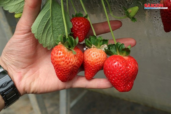 Với những quả nặng trung bình từ 18-30gram, du khách có thể tận tay thu hoạch dâu tây và mua ngay tại vườn.