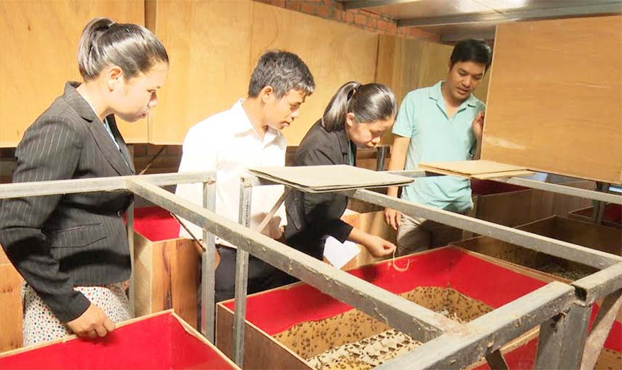  Mô hình nuôi dế của người dân thị trấn Đak Đoa. Ảnh: Ngọc Định