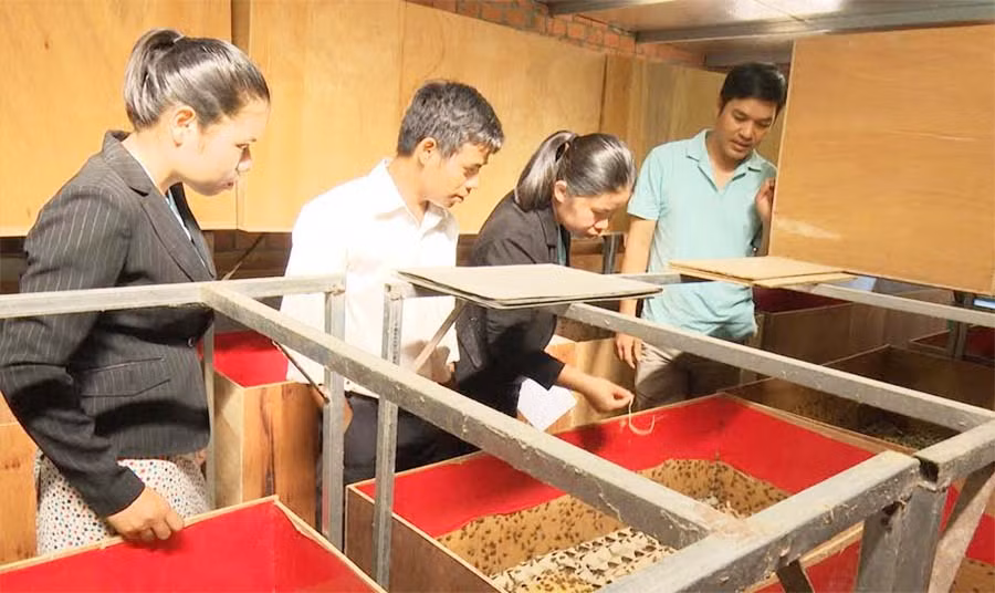  Mô hình nuôi dế của người dân thị trấn Đak Đoa. Ảnh: Ngọc Định