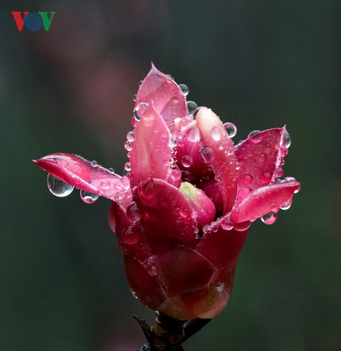  Hoa Đào Chuông còn mang ý nghĩa may mắn, tài lộc, tượng trưng cho người quân tử và sự chân thành.