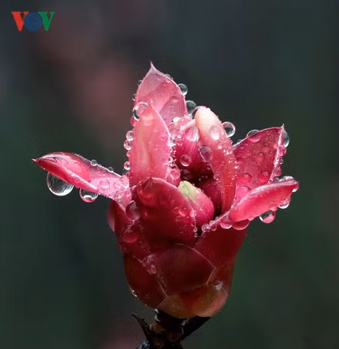  Hoa Đào Chuông còn mang ý nghĩa may mắn, tài lộc, tượng trưng cho người quân tử và sự chân thành.