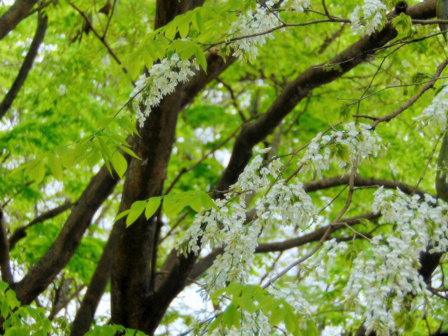 Hoa sưa mọc thành từng chùm. (Ảnh: H.N) Hoa sưa mọc thành từng chùm. (Ảnh: H.N)