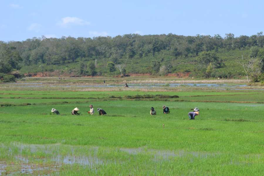 Người dân huyện Ia Grai chăm sóc lúa vụ Đông Xuân. Ảnh: Lê Nam  Người dân huyện Ia Grai chăm sóc lúa Đông Xuân. Ảnh: Lê Nam