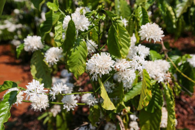 Hoa cà phê nở bung báo hiệu cho một vụ mùa bội thu. (Ảnh: TTXVN) Hoa cà phê nở bung báo hiệu cho một vụ mùa bội thu. (Ảnh: TTXVN)