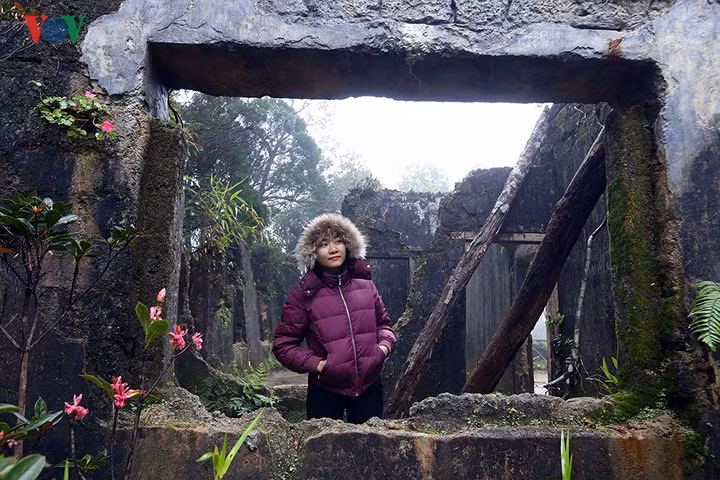 Một khóm Đào Chuông điểm xuyết bên nền biệt thự cổ.