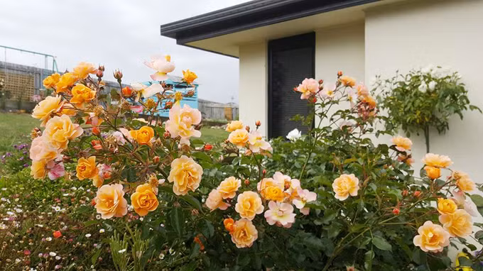 Khi nghe vợ chia sẻ ý định trồng hoa quanh nhà, chồng chị không phản đối nhưng cũng nói sẽ không giúp được nhiều. Là nhà thầu xây dựng nên anh rất bận rộn, chỉ tranh thủ làm giúp vợ những công việc nặng như dọn cây đổ, cắt cỏ, treo giàn dây leo. Anh nghĩ, vợ chỉ trồng một vài bụi hoa nhỏ để trang trí cho ngôi nhà.