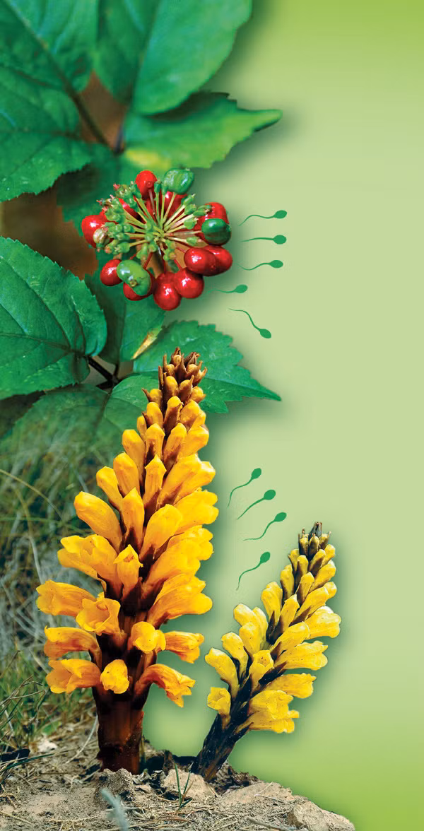 Nhân sâm và Nhục thung dung