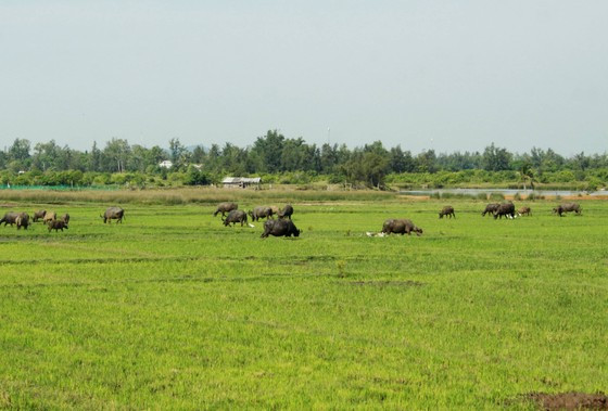 Ruộng bỏ hoang, người dân chăn thả trâu bò. Ảnh: Nguyễn Trang Ruộng bỏ hoang, người dân chăn thả trâu bò. Ảnh: NGUYỄN TRANG