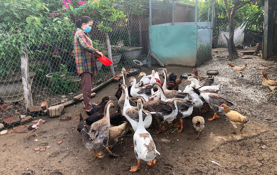 Chị Hà Thị Liên (thôn Sơn Bình, xã Ayun Hạ) sử dụng nguồn vốn vay để phát triển chăn nuôi, nâng cao thu nhập. Ảnh: Vũ Chi Chị Hà Thị Liên (thôn Sơn Bình, xã Ayun Hạ) sử dụng nguồn vốn vay để phát triển chăn nuôi, nâng cao thu nhập. Ảnh: Vũ Chi