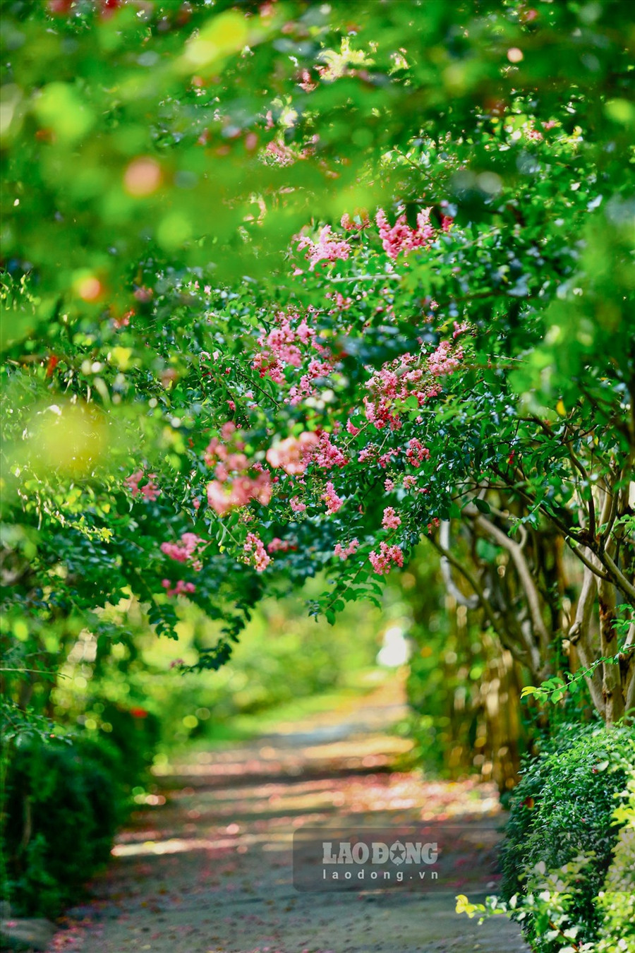 Nằm cách trung tâm Thủ đô khoảng 10 km, con đường hoa tường vi tại Công viên thực vật cảnh (xã Tam Hiệp, huyện Thanh Trì) đang bước vào những ngày nở rộ.