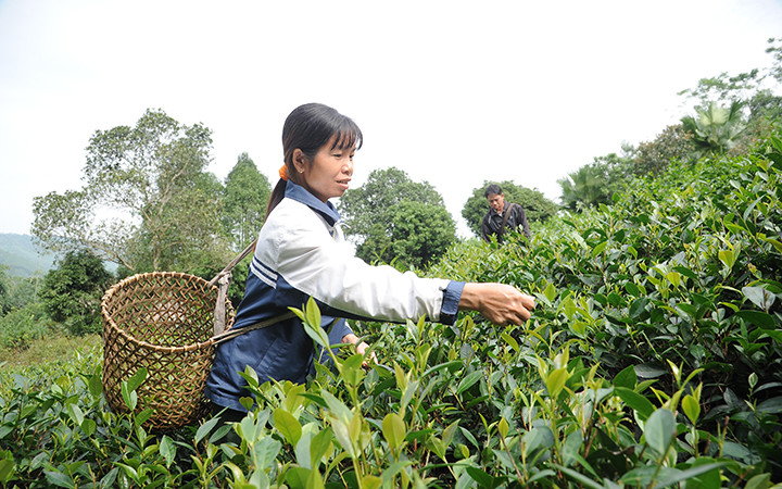 Người dân ở xã Minh Thanh, huyện Sơn Dương, Tuyên Quang, được tạo điều kiện vay vốn mở rộng diện tích trồng chè, nâng cao thu nhập. (Ảnh: Trần Hải)