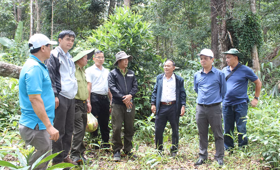 Khảo sát thực tế rừng trồng tại Ban Quản lý Rừng phòng hộ Ia Ly. Ảnh: Nguyễn Diệp