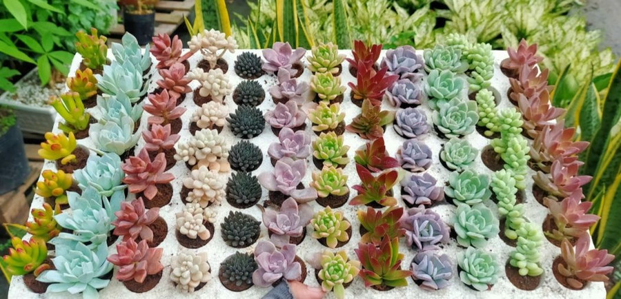 Sen đá, xương rồng là những mặt hàng mà chị Phượng chọn khởi nghiệp những năm tháng đầu. Ảnh: T.Đ