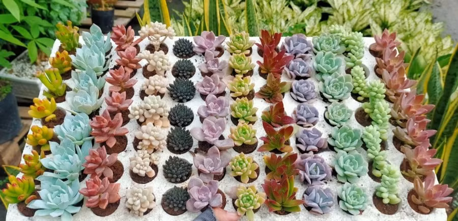 Sen đá, xương rồng là những mặt hàng mà chị Phượng chọn khởi nghiệp những năm tháng đầu. Ảnh: T.Đ