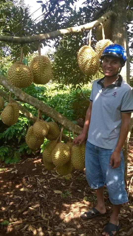 Anh Dương Văn Đồng kiểm tra vườn sầu riêng Dona của gia đình tại thị trấn Phước An, huyện Krông Pắc, tỉnh Đắk Lắk.