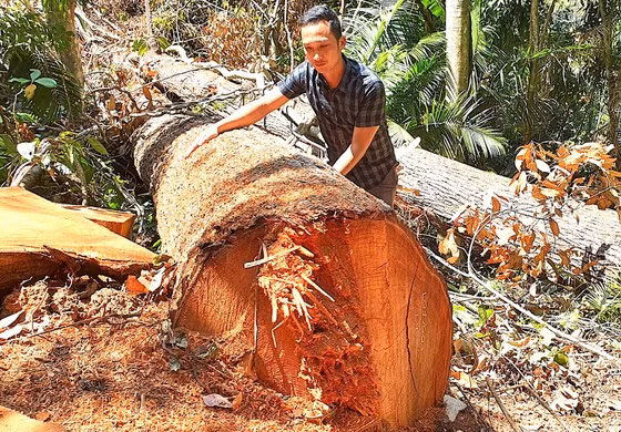 Rừng ở tiểu khu 486, thị trấn Măng Đen, huyện Kon Plông (Kon Tum), bị tàn phá. Ảnh: HỮU PHÚC