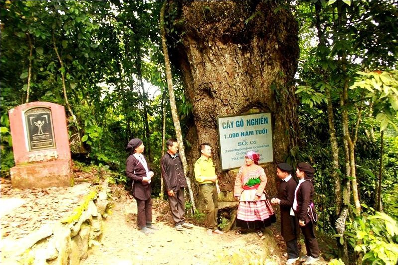 Cây gỗ nghiến nghìn tuổi và cánh rừng gỗ nghiến hơn 260ha trên núi ở Cốc Ly là điểm đến thu hút du khách.  Cây gỗ nghiến nghìn tuổi và cánh rừng gỗ nghiến hơn 260ha trên núi ở Cốc Ly là điểm đến thu hút du khách.