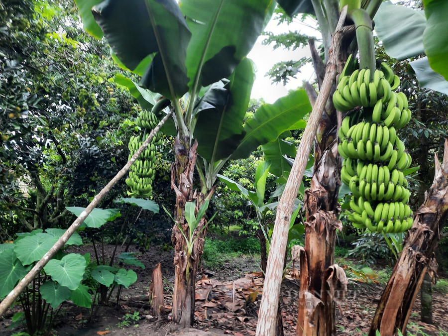 Đến nay, trong khoảng diện tích 3.000 m2, ông Binh trồng nhiều loại cây ăn quả như chanh dây, chuối, ổi, mít....cho thu nhập hàng trăm triệu mỗi năm. Ảnh: H.L