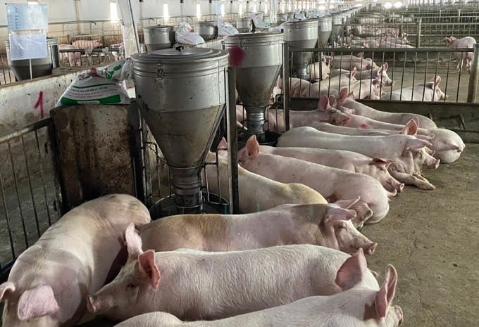 Bên trong trang trại nuôi heo của HAGL tại Gia Lai. Ảnh: Hồng Châu Bên trong trang trại nuôi heo của HAGL tại Gia Lai. Ảnh: Hồng Châu