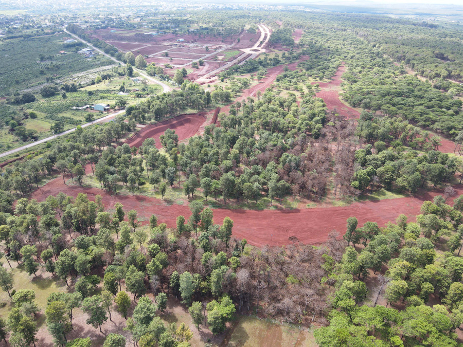 Toàn cảnh khu vực rừng thông tại khu phức hợp Đak Đoa. Ảnh: Lê Anh