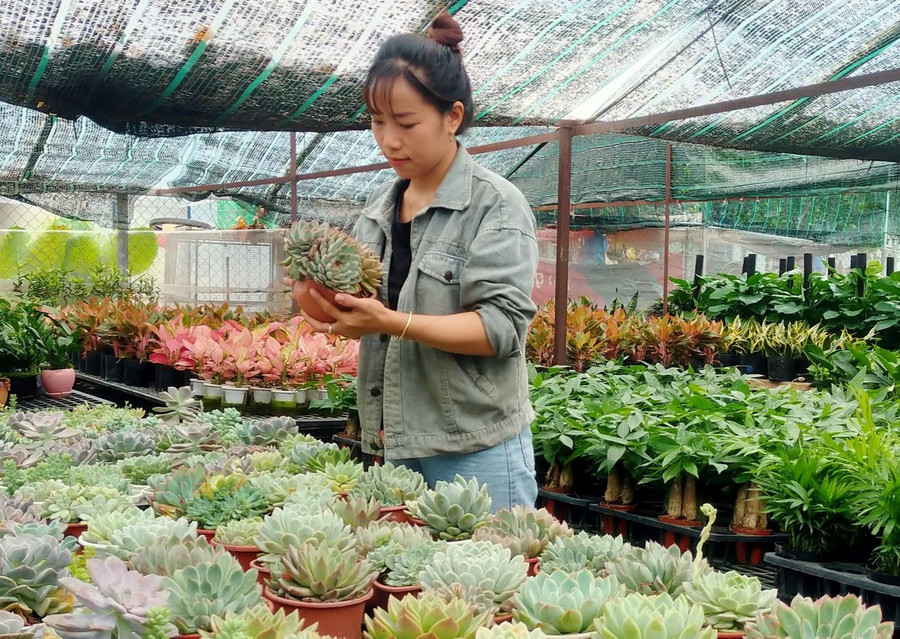Chị Phượng đã học hỏi chuyện kinh doanh cây kiểng từ bạn bè, anh chị lành nghề. Ảnh: T.Đ