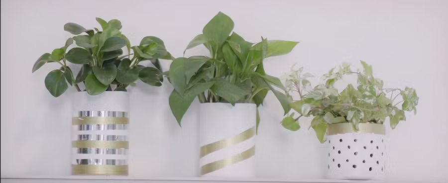  Chậu cây tái chế từ các hộp nhựa. Ảnh: NVCC