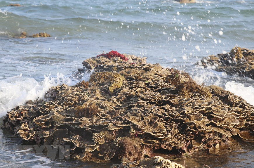 Di tích danh thắng quốc gia Hòn Yến, xã An Hòa Hải, huyện Tuy An, Phú Yên có 17 loài san hô sinh sống. Do được hình thành trên trầm tích của núi lửa nên san hô ở Hòn Yến mang vẻ đẹp riêng khác biệt so với một số loại san hô khác phân bố ở các vùng biển nước sâu ở các địa phương khác. (Ảnh: Phạm Cường/TTXVN) Di tích danh thắng quốc gia Hòn Yến, xã An Hòa Hải, huyện Tuy An, Phú Yên có 17 loài san hô sinh sống. Do được hình thành trên trầm tích của núi lửa nên san hô ở Hòn Yến mang vẻ đẹp riêng khác biệt so với một số loại san hô khác phân bố ở các vùng biển nước sâu ở các địa phương khác. (Ảnh: Phạm Cường/TTXVN)