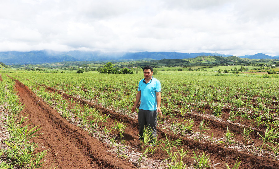  Gia đình anh Phạm Văn Khiêm (thôn 6, xã An Trung) phát triển diện tích cây gừng từ 1,5 ha lên 3 ha. Ảnh: Ngọc Minh
