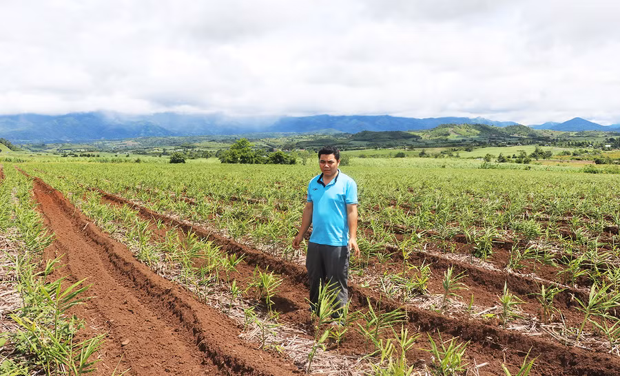  Gia đình anh Phạm Văn Khiêm (thôn 6, xã An Trung) phát triển diện tích cây gừng từ 1,5 ha lên 3 ha. Ảnh: Ngọc Minh
