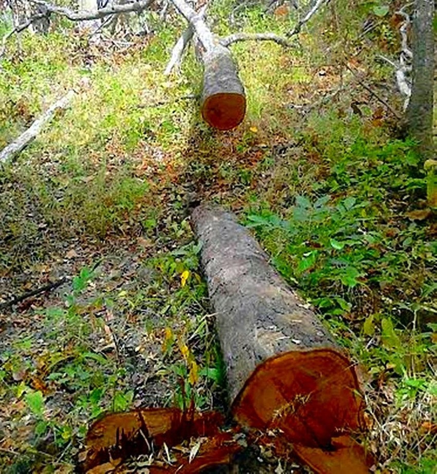 Cây rừng ở Tiểu khu 279 bị cưa thời điểm vụ án xảy ra. Ảnh: CTV