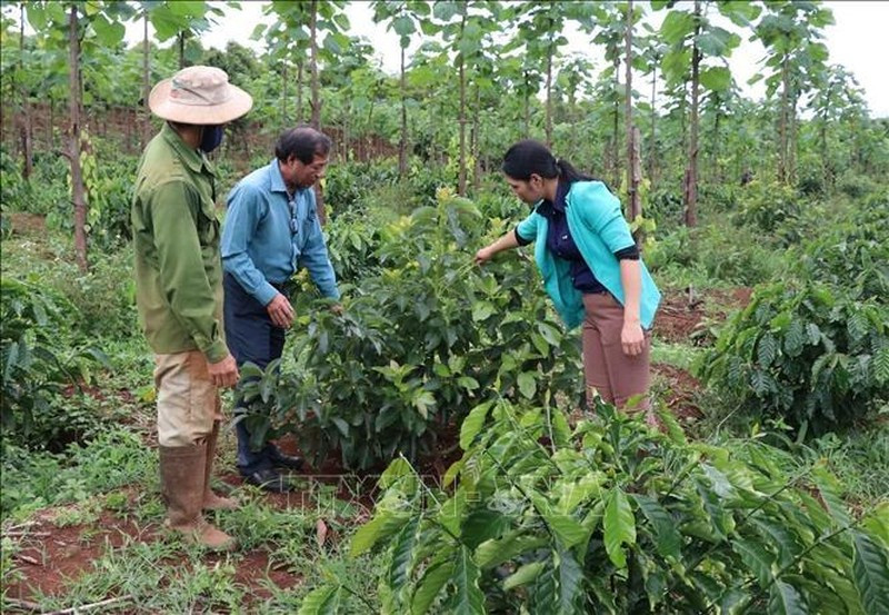 Cây cà phê là cây công nghiệp xóa đói giảm nghèo của đồng bào ở Tây Nguyên. (Ảnh: Hoài Nam/TTXVN) Cây cà phê là cây công nghiệp xóa đói giảm nghèo của đồng bào ở Tây Nguyên. (Ảnh: Hoài Nam/TTXVN)