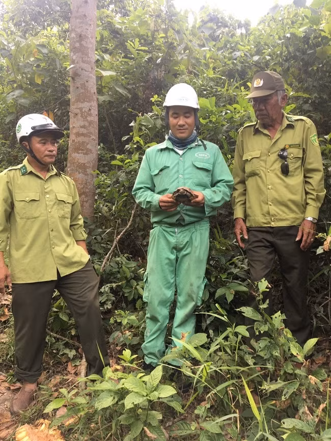  Kiểm lâm Đà Nẵng thả cá thể rùa sa nhân quý hiếm về môi trường tự nhiên. Ảnh: KLĐN