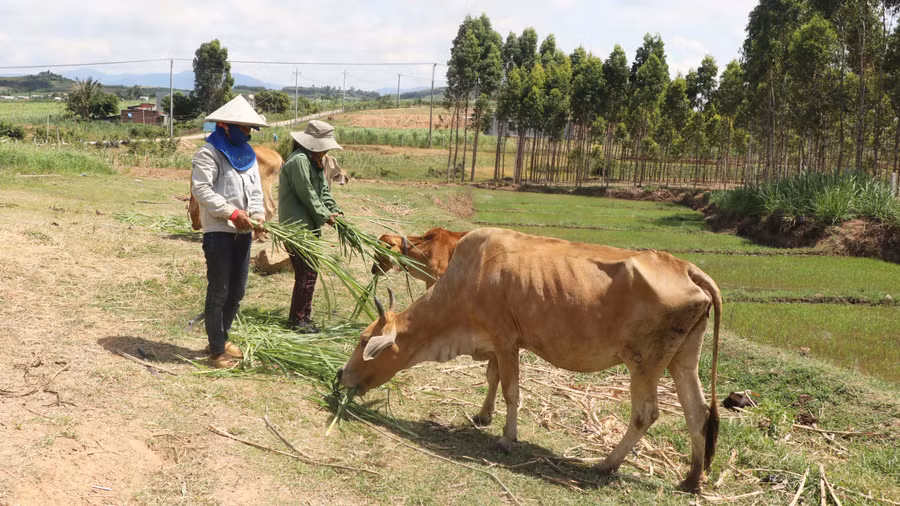 Mô hình tặng bò và nuôi rẽ bò sinh sản giúp nhiều hội viên phụ nữ trên địa bàn huyện Đak Pơ vươn lên thoát nghèo. Ảnh: Ngọc Minh
