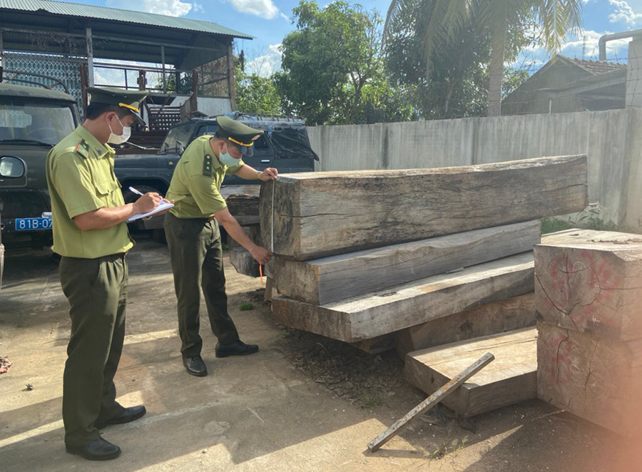 Lực lượng Kiểm lâm huyện Kbang kiểm đếm gỗ trong các vụ vi phạm. Ảnh: Nguyễn Diệp