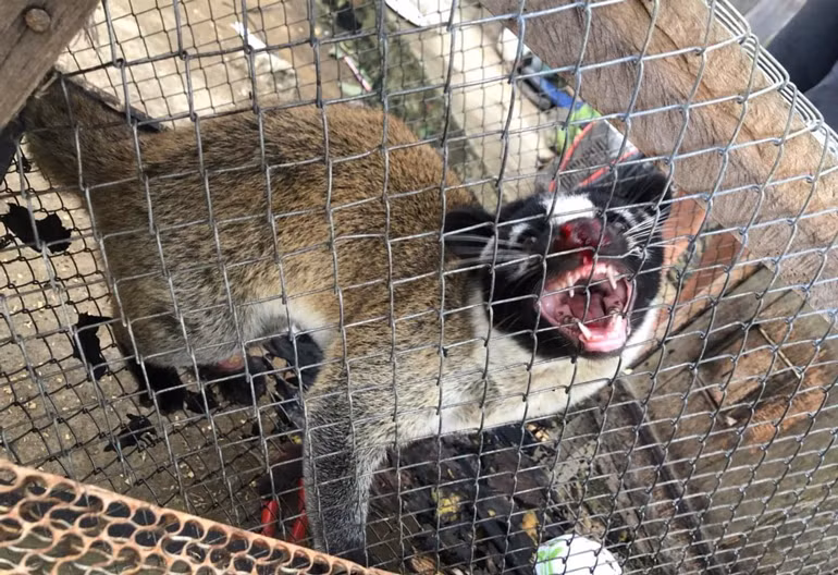 Một cá chồn bạc má nặng khoảng 4,5 kg phát hiện tại sau nhà ông Triệu Phúc Tiến