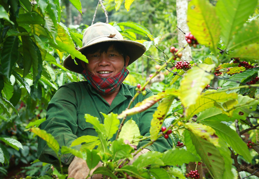 Thu hoạch cà phê diễn ra từ đầu tháng 11 đến hết tháng 12 dương lịch Thu hoạch cà phê diễn ra từ đầu tháng 11 đến hết tháng 12 dương lịch