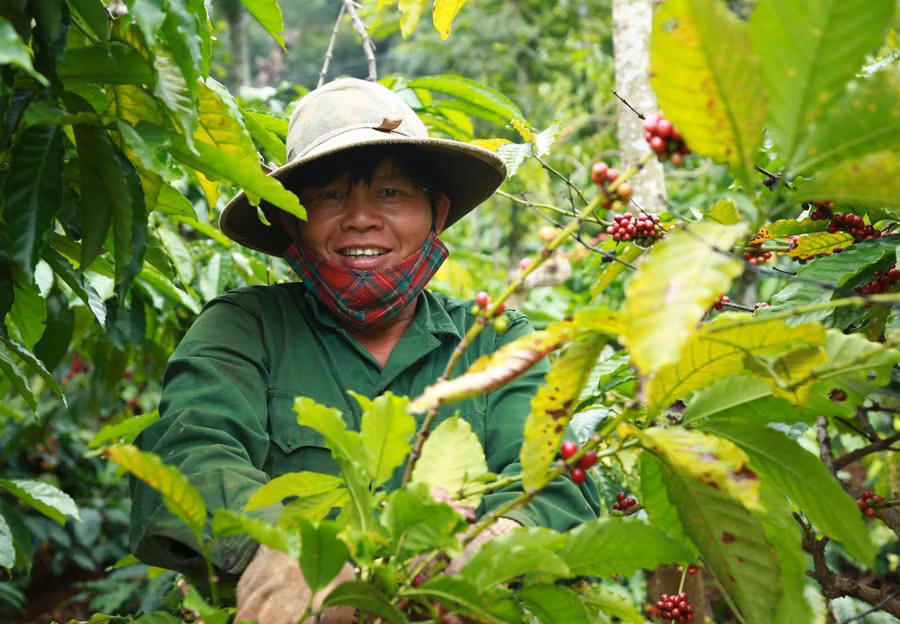 Thu hoạch cà phê diễn ra từ đầu tháng 11 đến hết tháng 12 dương lịch Thu hoạch cà phê diễn ra từ đầu tháng 11 đến hết tháng 12 dương lịch